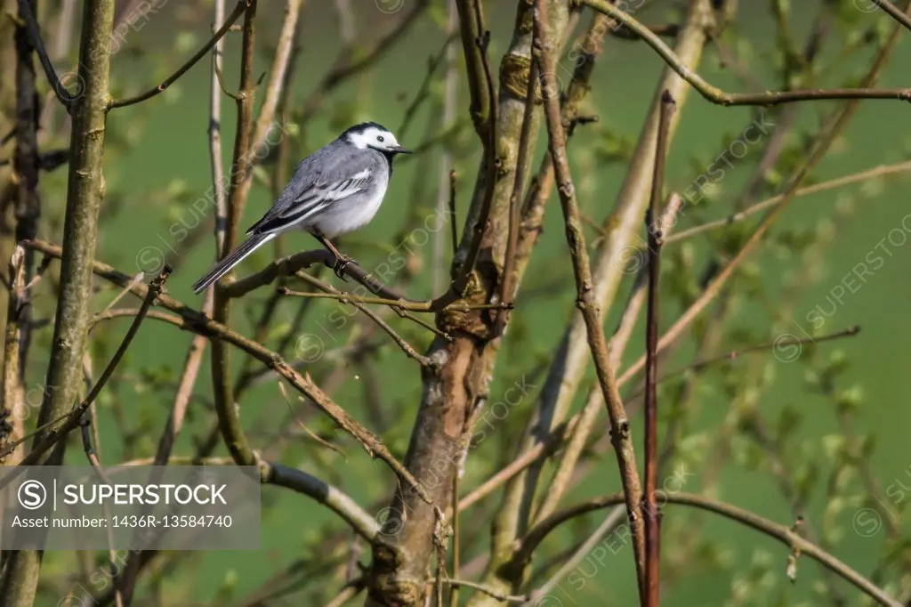 germany, saarland, bexbach - A white wagtail is searching for fodder.