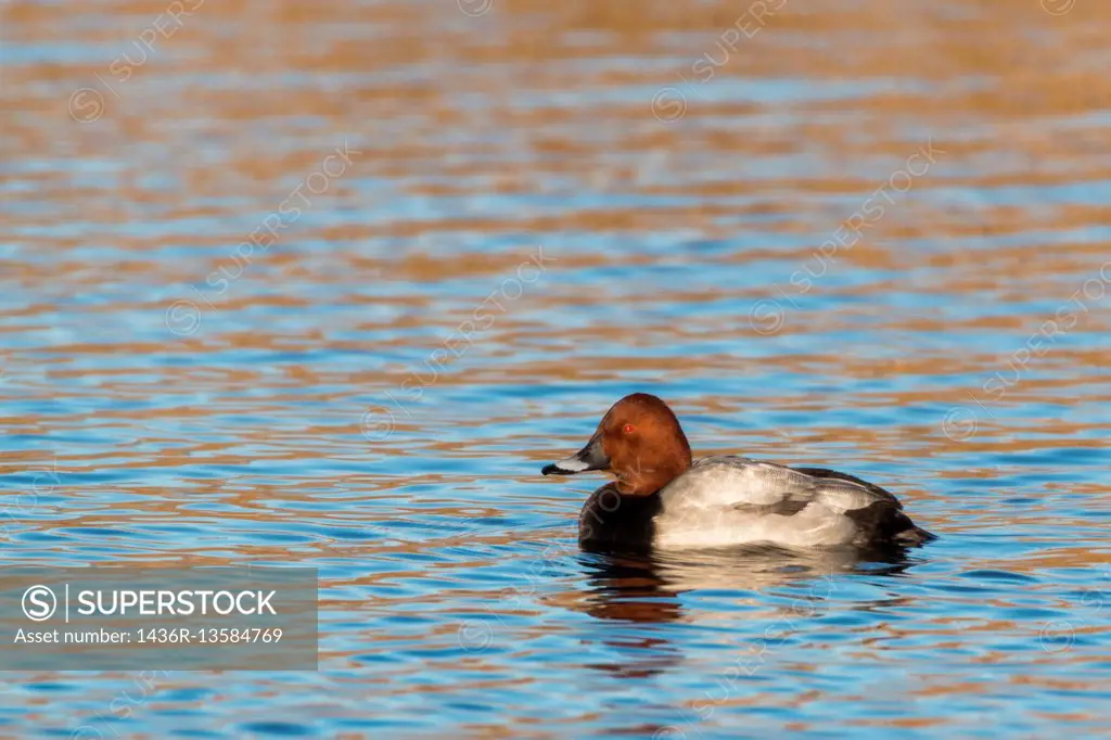 germany, saarland, homburg - A common pochard is swimming on a pond.