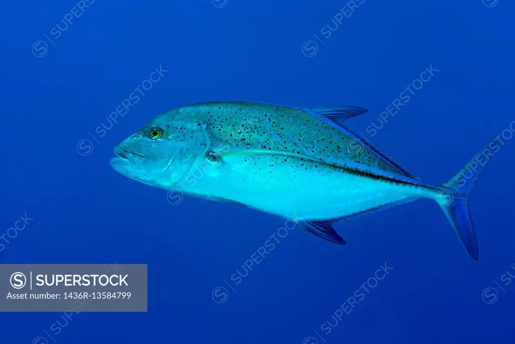 Bluefin trevally, Bayad, Bluefin jack, bluefin kingfish, Bluefinned crevalle, Blue ulua, Omilu or Spotted trevally (Caranx melampygus) on blue backgro...