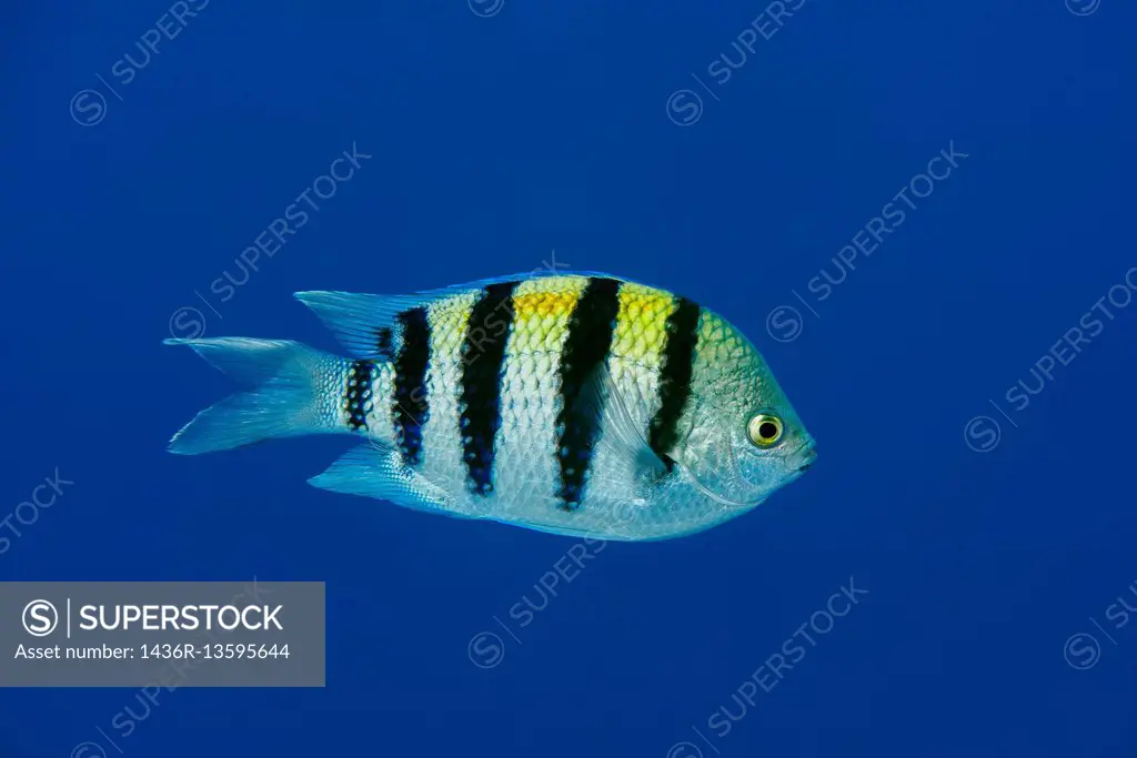 Indo-Pacific sergeant, Sergeant major or Common sergeant (Abudefduf vaigiensis) floats in blue water, Red sea, Sharm El Sheikh, Sinai Peninsula, Egypt...