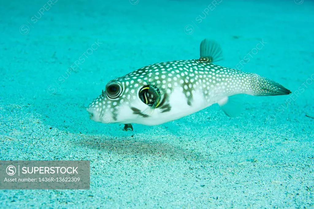 White-spotted puffer, Whitespotted blaasop or Stripedbelly blowfish (Arothron hispidus) swims over a sandy bottom, Red sea, Sharm El Sheikh, Sinai Pen...