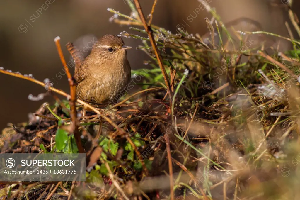 germany, saarland, homburg - A little wren is searching for fodder.