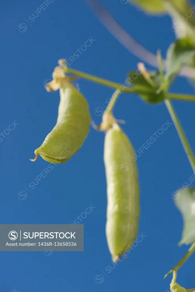 Peas growing in garden. Fresh ripe green vegetables in close up and blue sky.