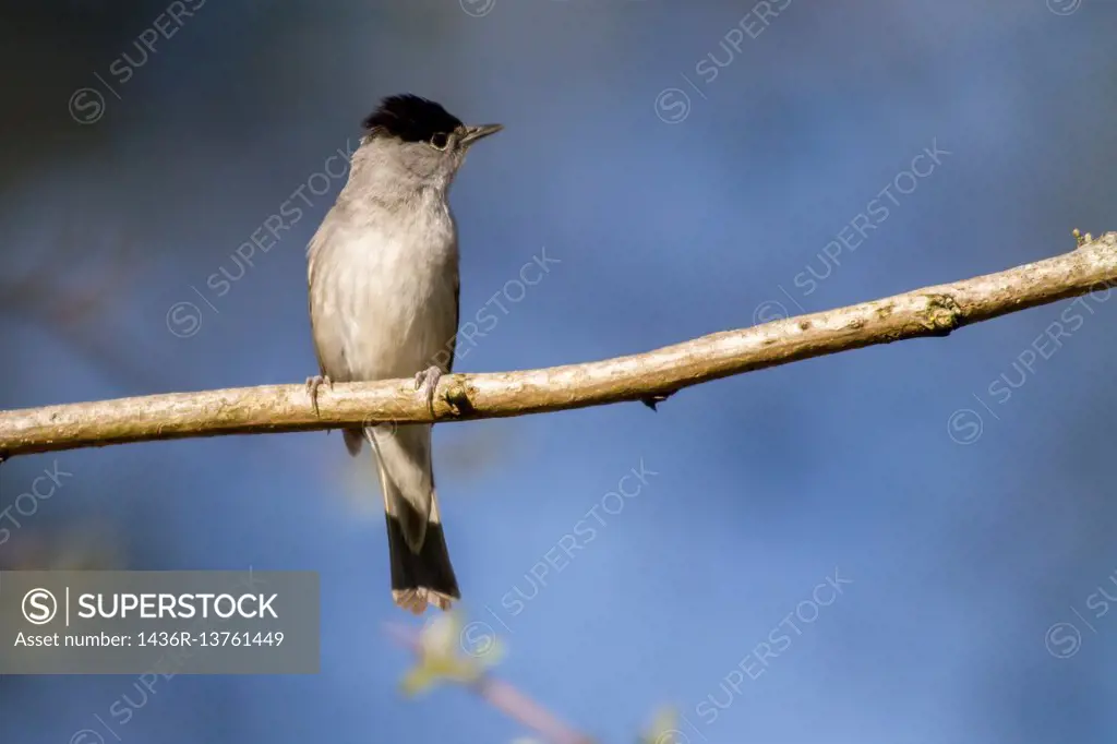 germany, saarland, bexbach, A blackcap is sitting on a branch.