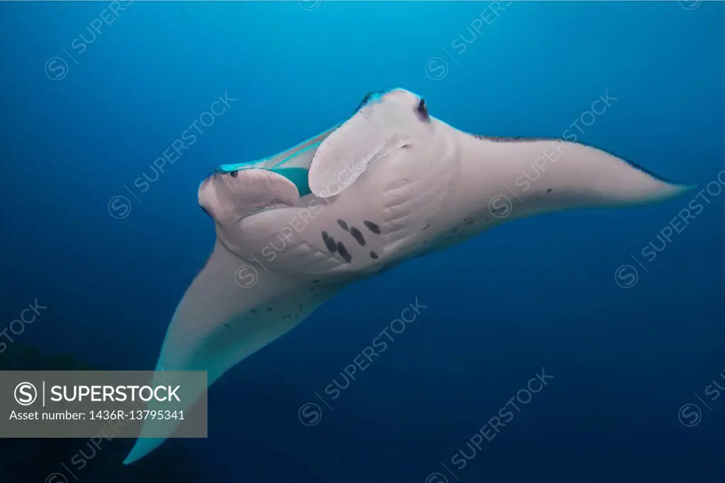 Giant oceanic manta ray (Manta birostris) swims in blue water, Indian Ocean, Maldive.