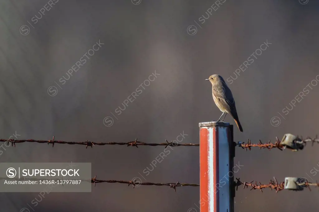 germany, saarland, homburg - A black redtail is sitting on a post.