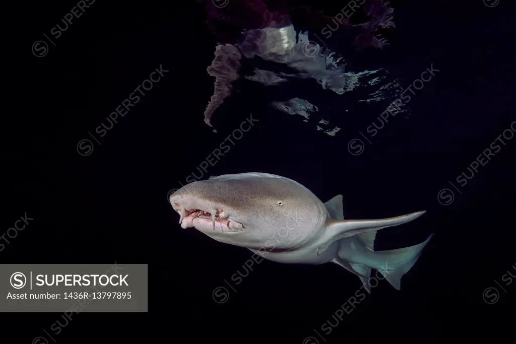Tawny nurse shark - Nebrius ferrugineus swims in the night, Indian Ocean, Maldive.