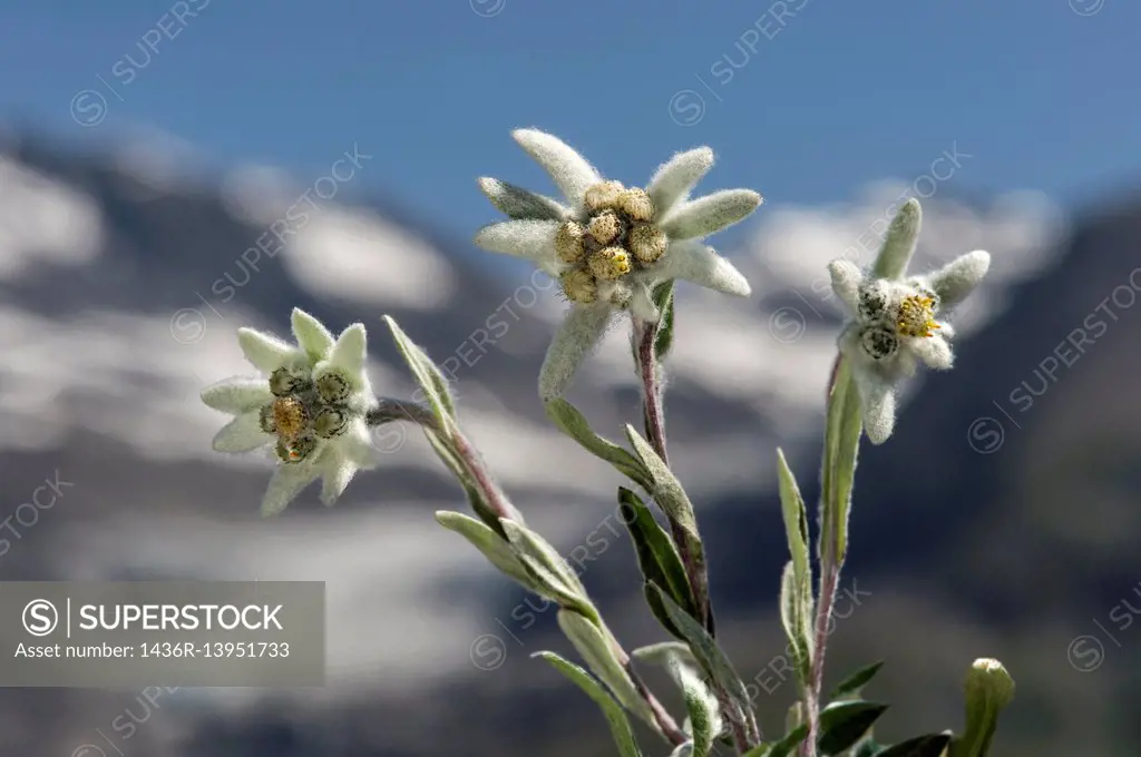 Edelweiss (Leontopodium alpinum Cass. ), Aster family (Asteraceae), Val de Bagnes, Valais, Switzerland.