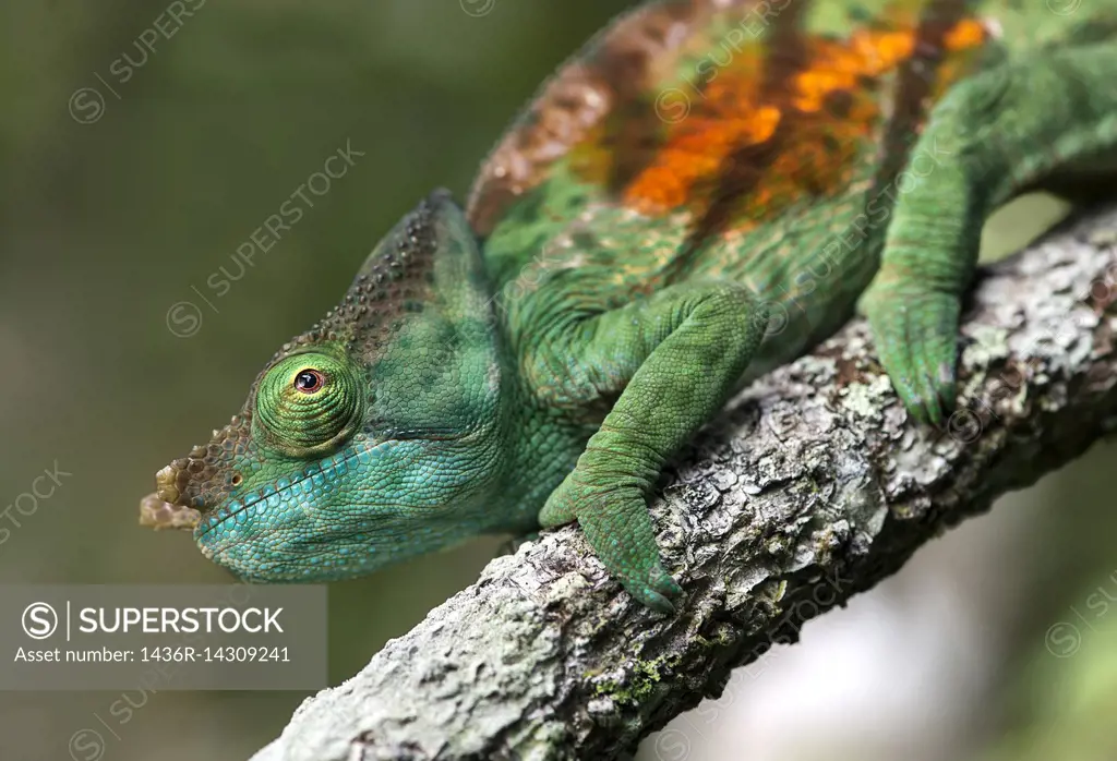 Male Panther Chameleon (Calumma parsonii), (Chameleonidae), endemic to Madagascar, Andasibe National Park, Madagascar.