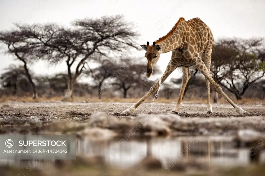 Giraffe drinking at waterhole - Onkolo Hide, Onguma Game Reserve, Namibia, Africa.