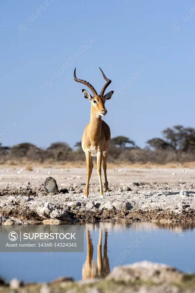 Male Impala at Onkolo Hide, Onguma Game Reserve, Namibia, Africa.