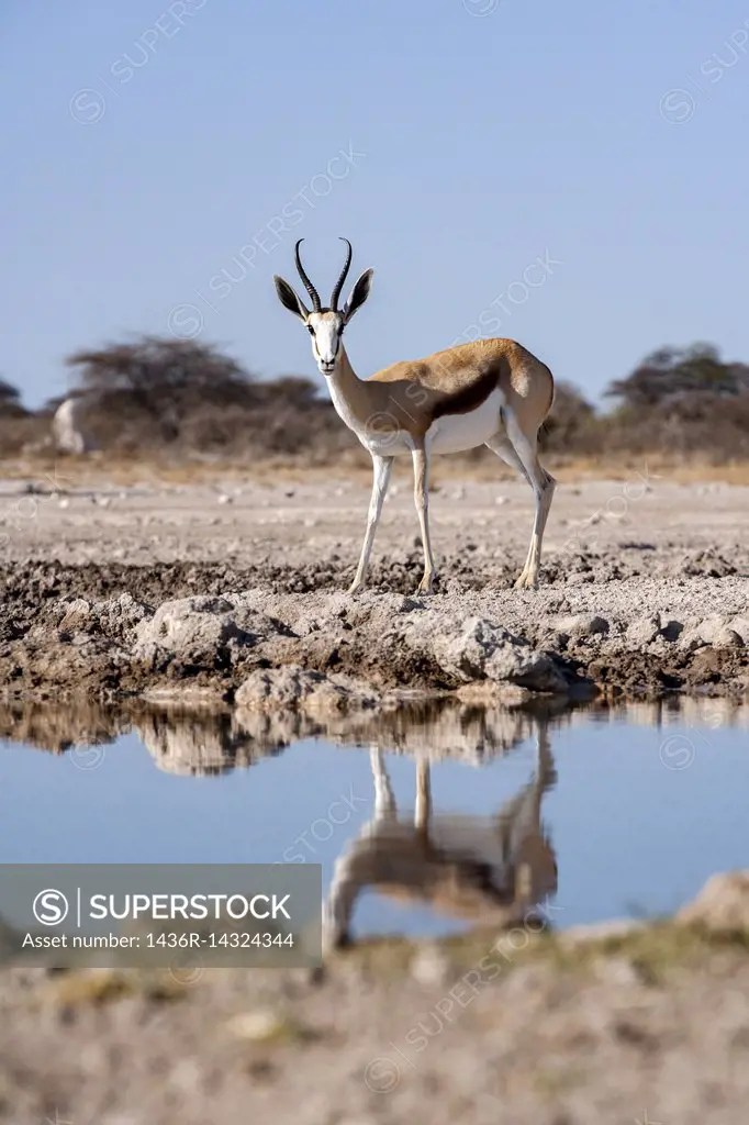 Springbok (Antidorcas marsupialis) - Onkolo Hide, Onguma Game Reserve, Namibia, Africa.