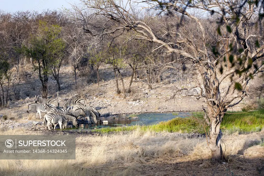 Burchell's zebra drinking at Waterhole - Tamboti Luxury Campsite, Onguma Game Reserve, Namibia, Africa.