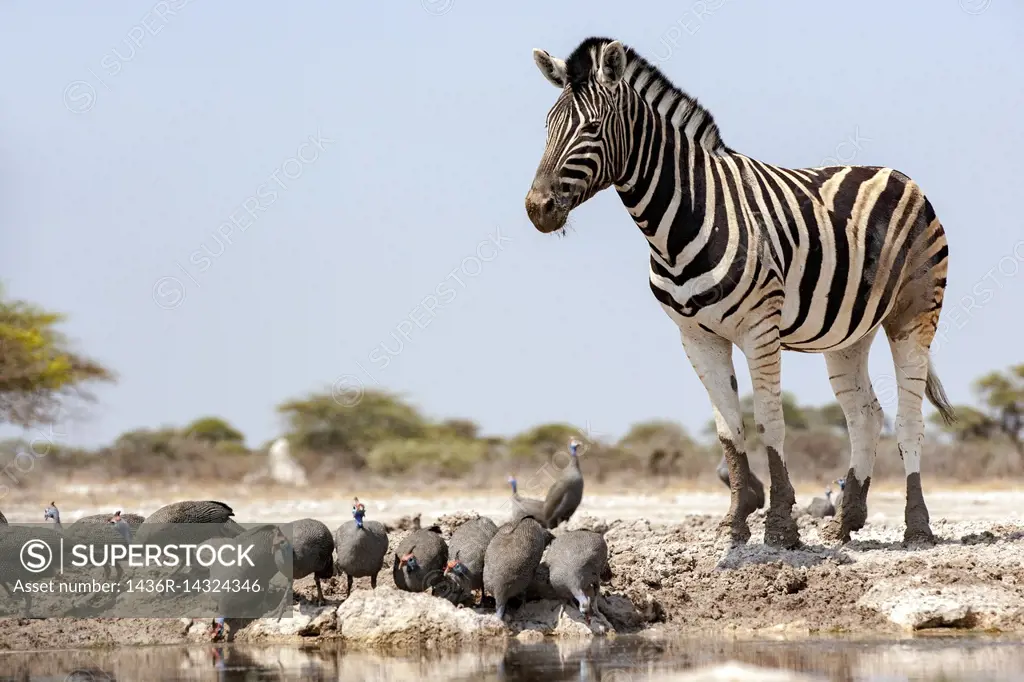 Burchell's zebra (Equus quagga burchellii) - Onkolo Hide, Onguma Game Reserve, Namibia, Africa.