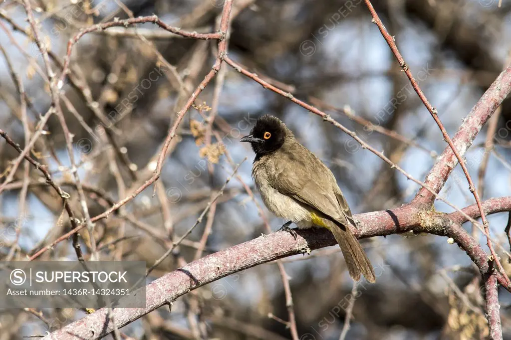 African red-eyed bulbul or black-fronted bulbul (Pycnonotus nigricans) - Onkolo Hide, Onguma Game Reserve, Namibia, Africa.