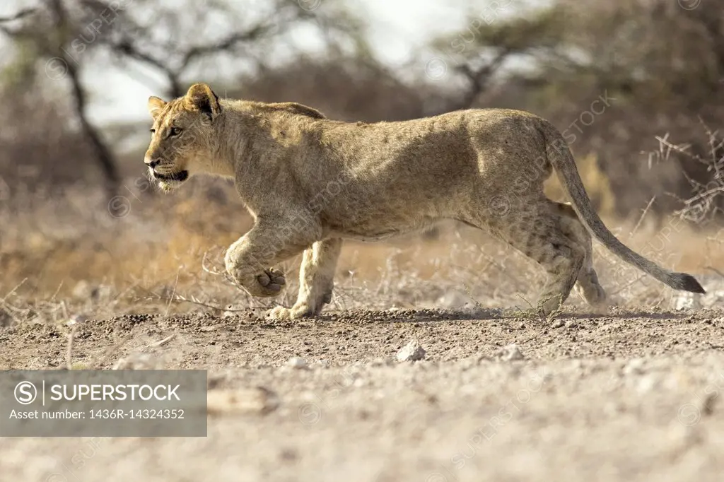Lion Cub (Panthera leo) - Onkolo Hide, Onguma Game Reserve, Namibia, Africa.