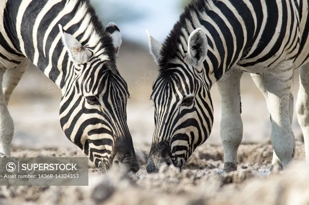 Burchell's zebra (Equus quagga burchellii) - Onkolo Hide, Onguma Game Reserve, Namibia, Africa.