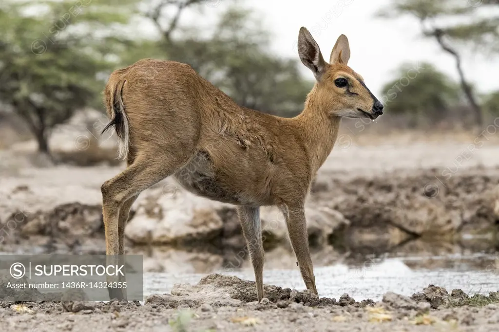 Common duiker (Sylvicapra grimmia) - Onkolo Hide, Onguma Game Reserve, Namibia, Africa.