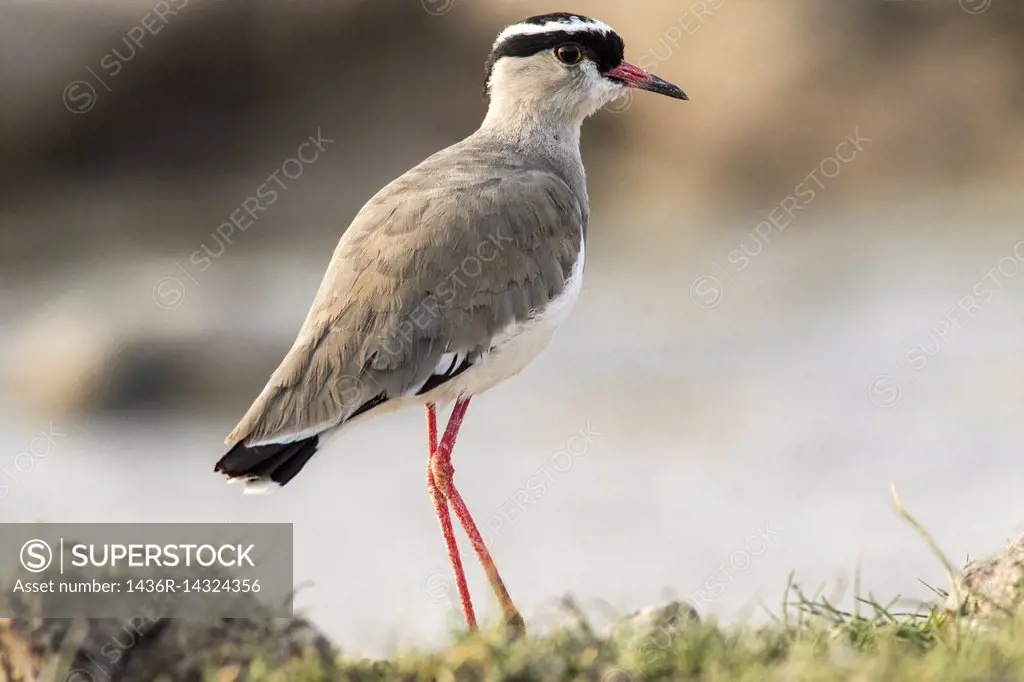 Crowned lapwing or crowned plover (Vanellus coronatus) - Onkolo Hide, Onguma Game Reserve, Namibia, Africa.