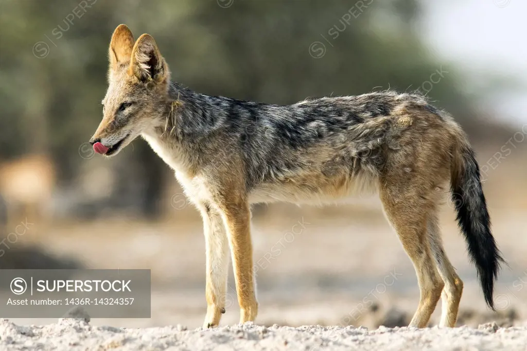 Black-backed Jackal (Canis mesomelas) - Onkolo Hide, Onguma Game Reserve, Namibia, Africa.