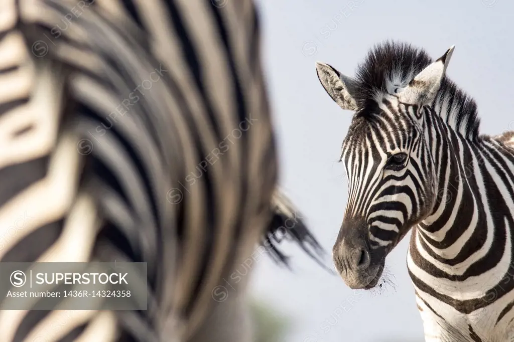 Portrait of young Burchell's zebra (Equus quagga burchellii) - Onkolo Hide, Onguma Game Reserve, Namibia, Africa.