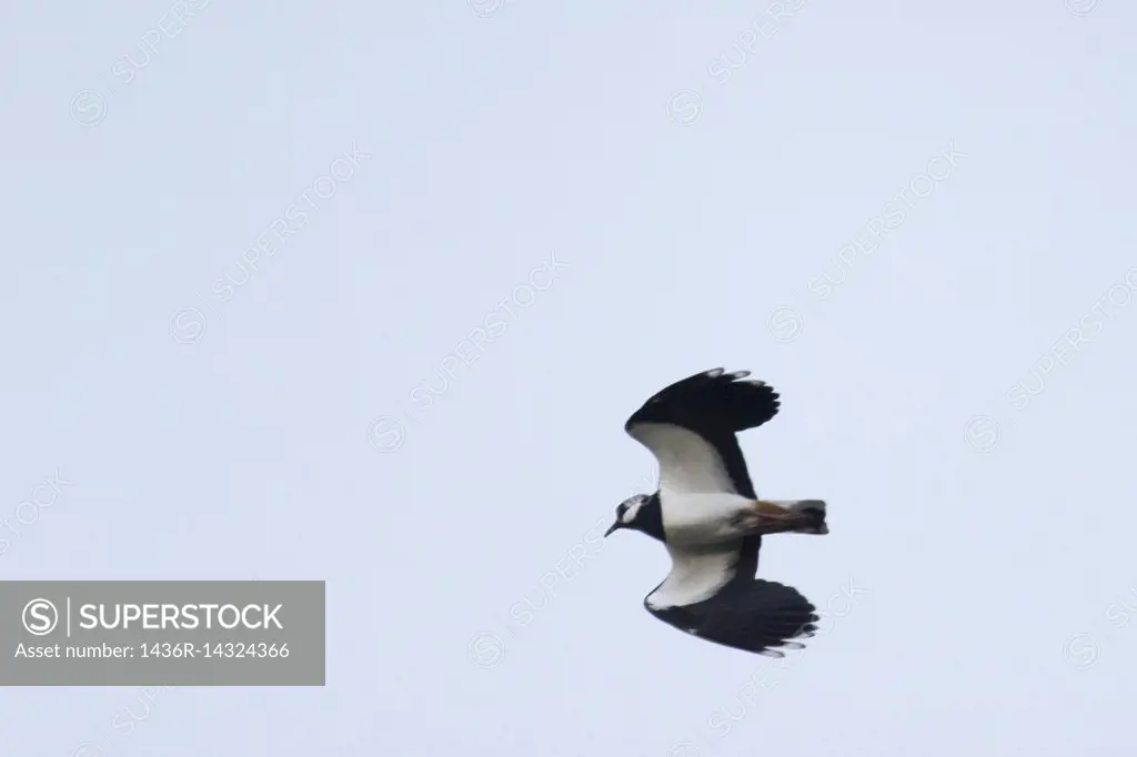 Germany, Saarland, Homburg - A Lapwing is searching for fodder.