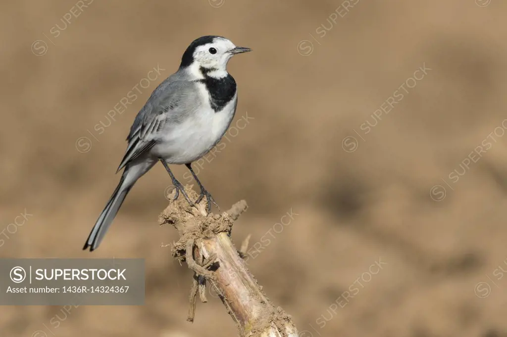 Germany, Saarland, Homburg - A white wagtail on a field is searching for fodder.