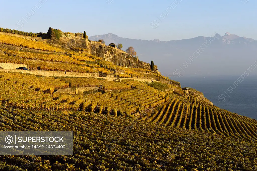 Vineyards in golden autumn foliage in the Lavaux wine-growing area at Lake Geneva, Rivaz, Vaud, Switzerland.