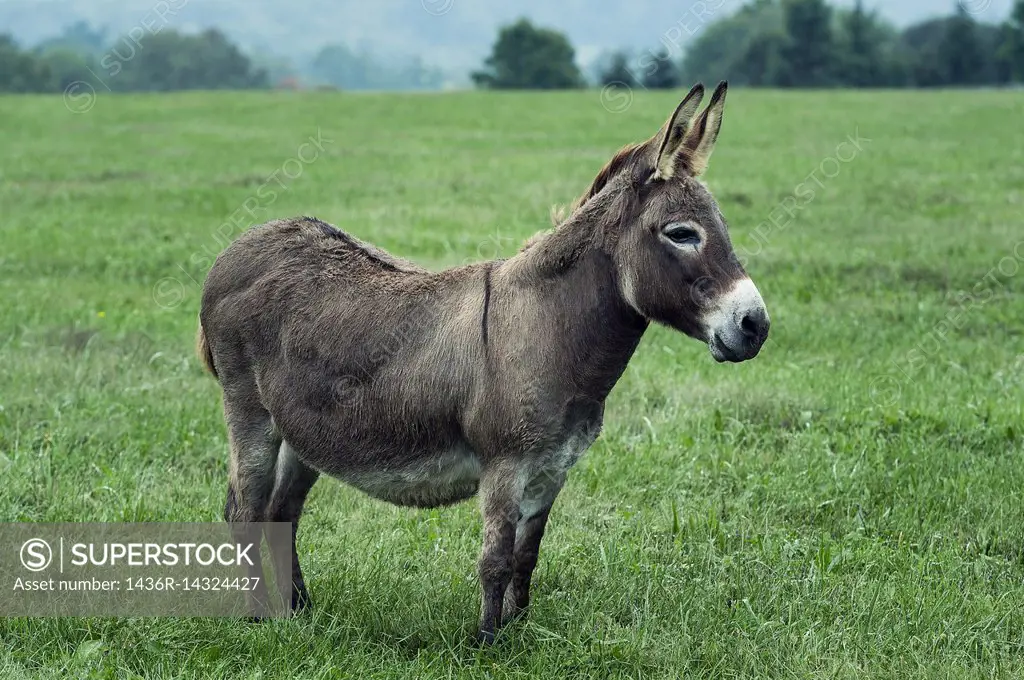 Donkey in a field, Chester County, Pennsylvania, USA.