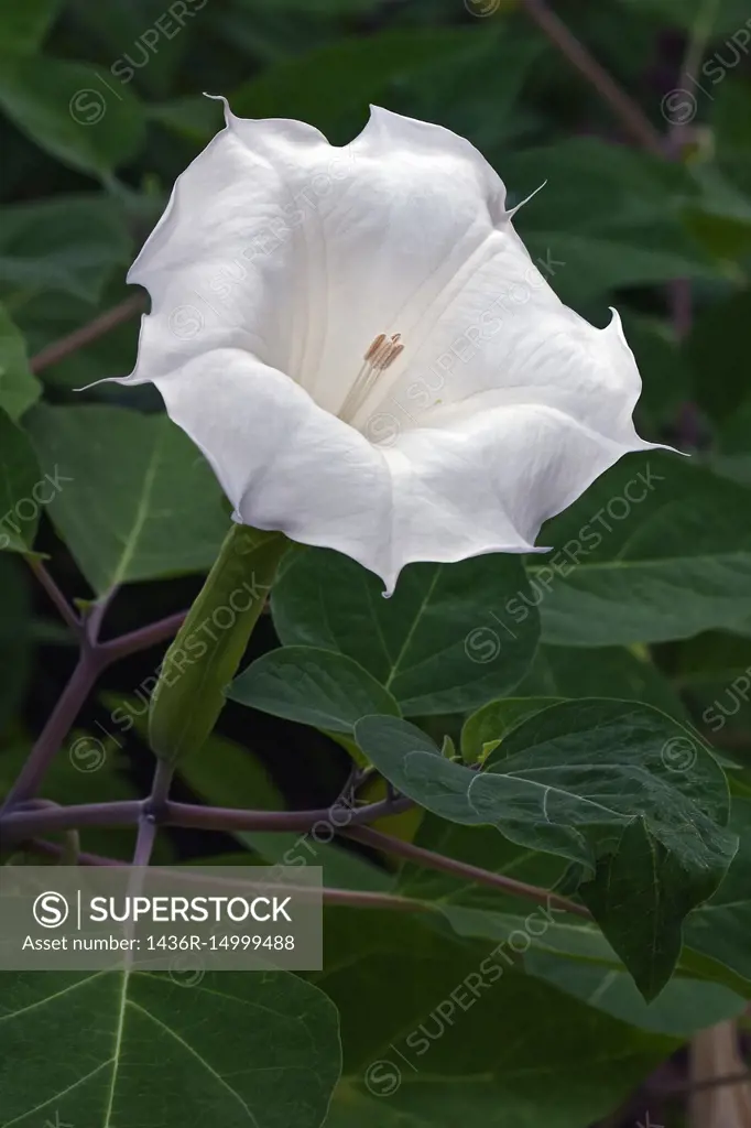 Devil's trumpet flower (Datura metel). Know also as Metel, Downy thorn apple and Horn of plenty.