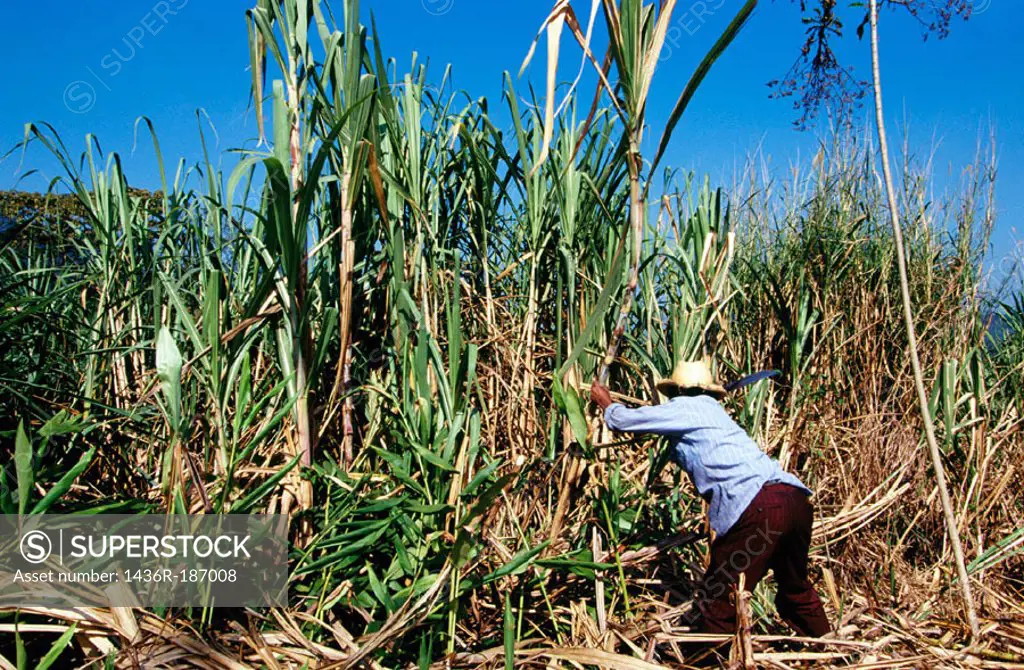 Cutting sugar cane. Veracruz. Mexico