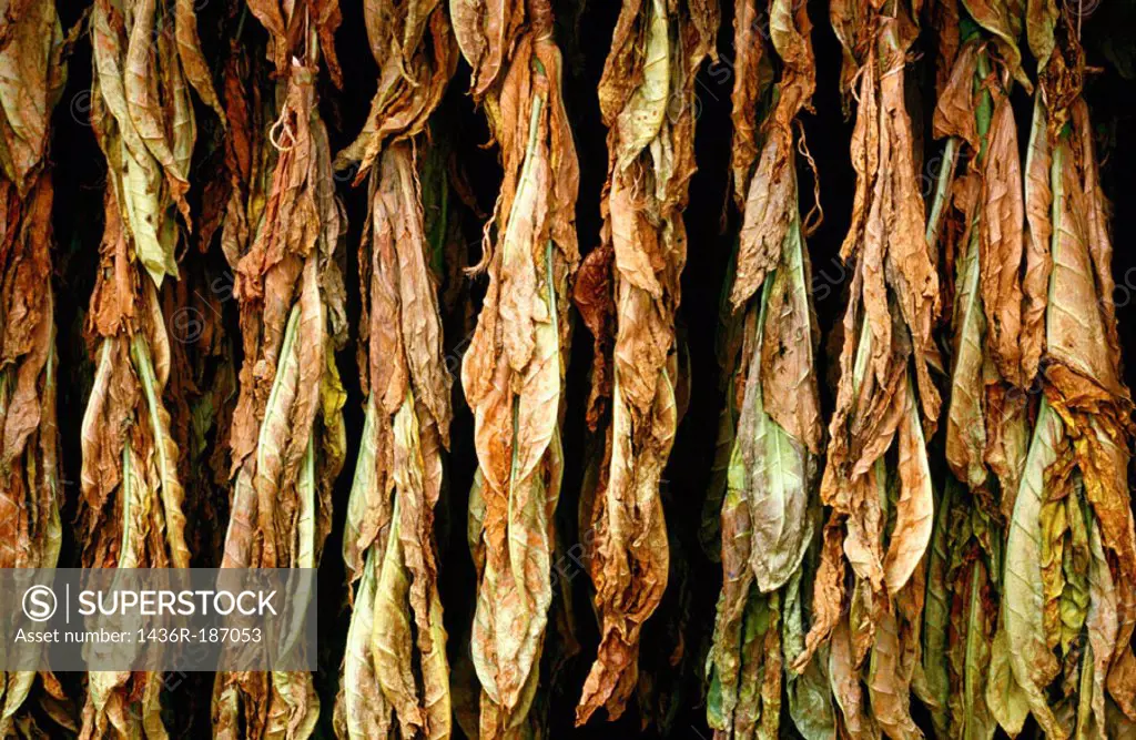 Drying tobacco leaves. Navarre. Spain