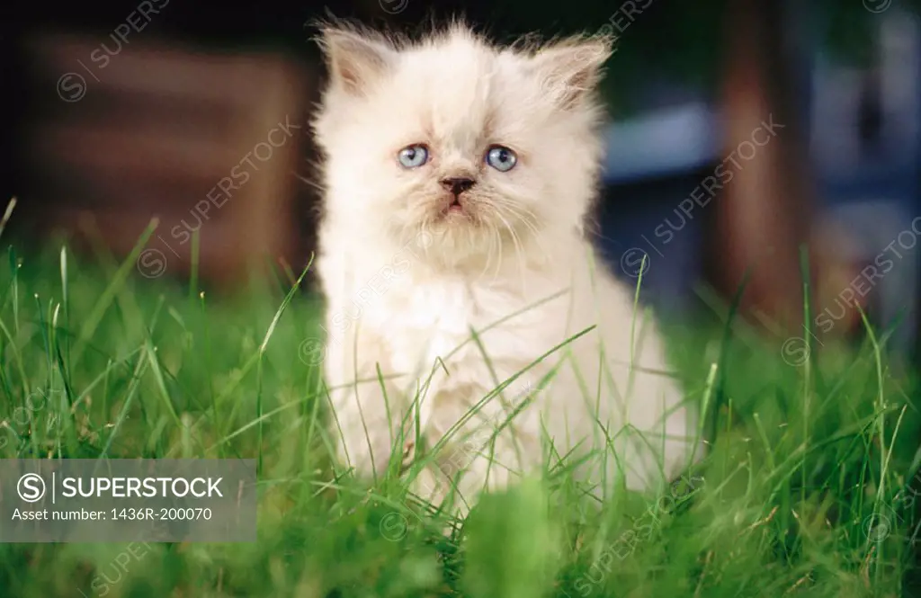 Himalayan kitten