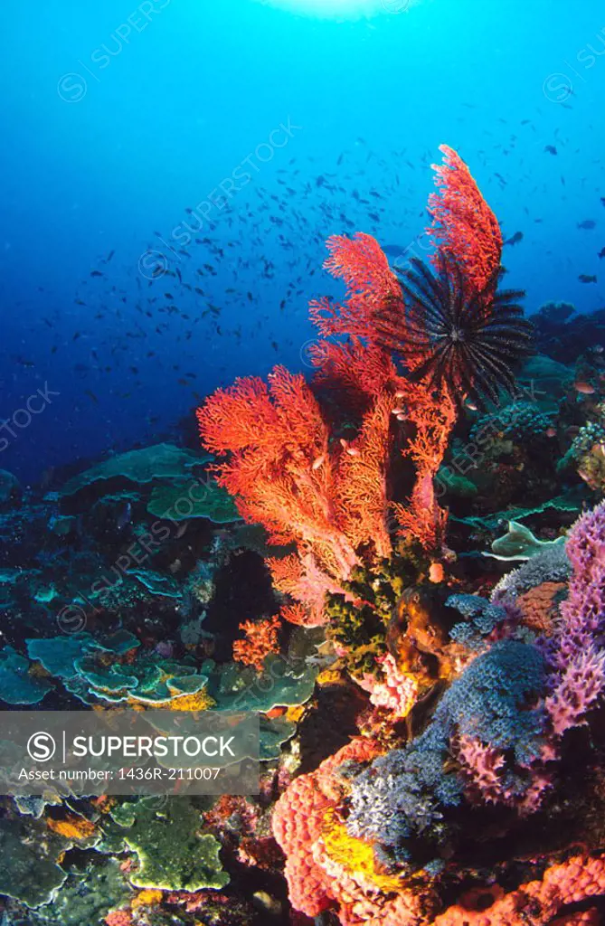 Reef structure. Komodo National Park. Indonesia