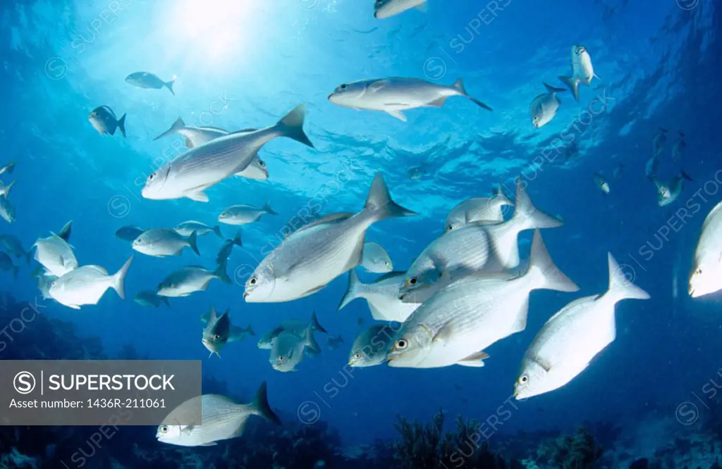 Bermuda Sea Chub (Kyphosus sectatrix). Florida. USA