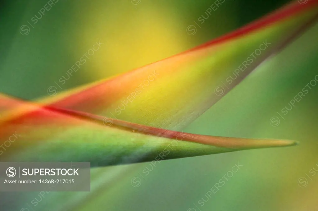 Parrot flower (Heliconia aurantiaca)