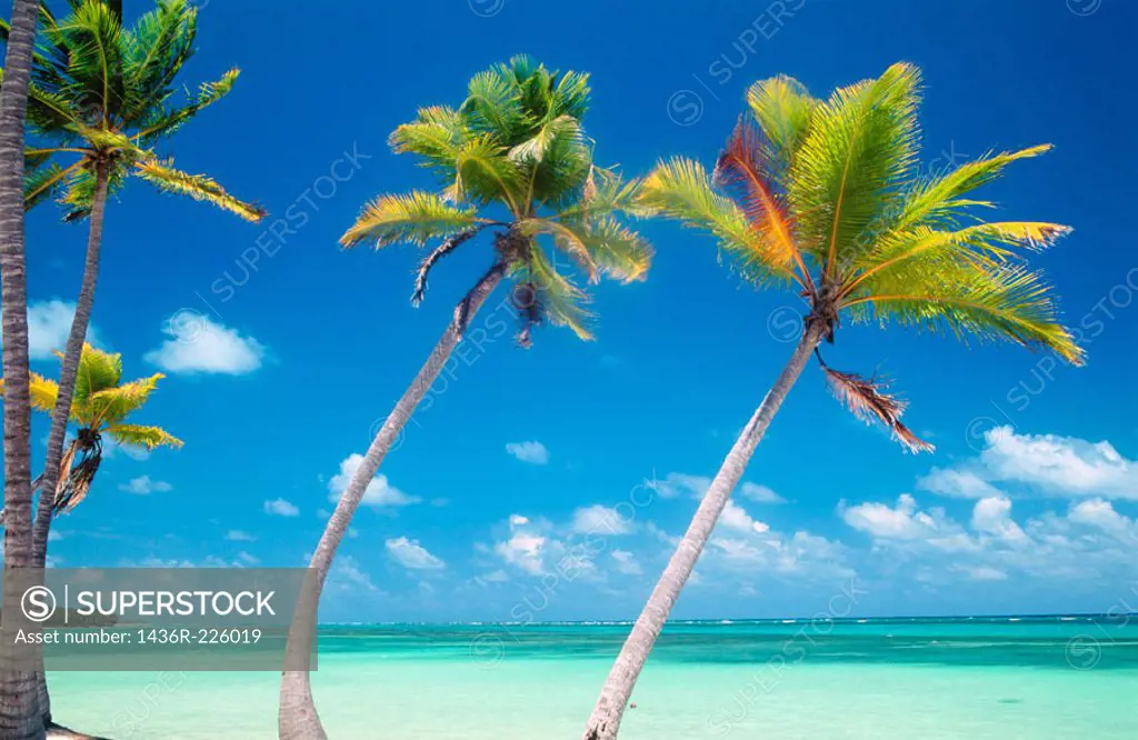 Beach. Punta Cana (eastern tip of the island). Dominican Republic. West Indies. Caribbean