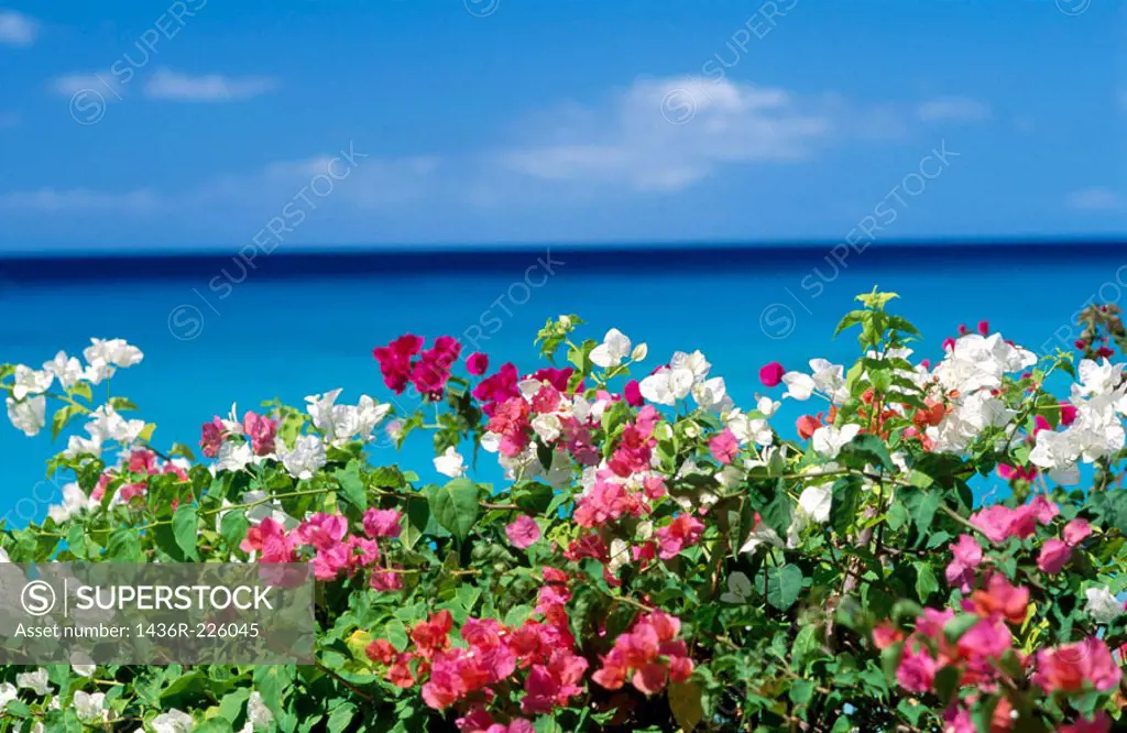 Flowers. Barbados. West Indies. Caribbean