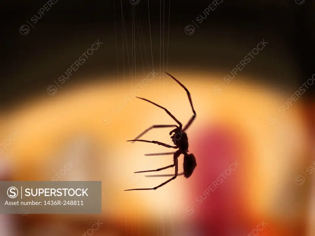 Illustration of a spider large backlit by the network down their webs.
