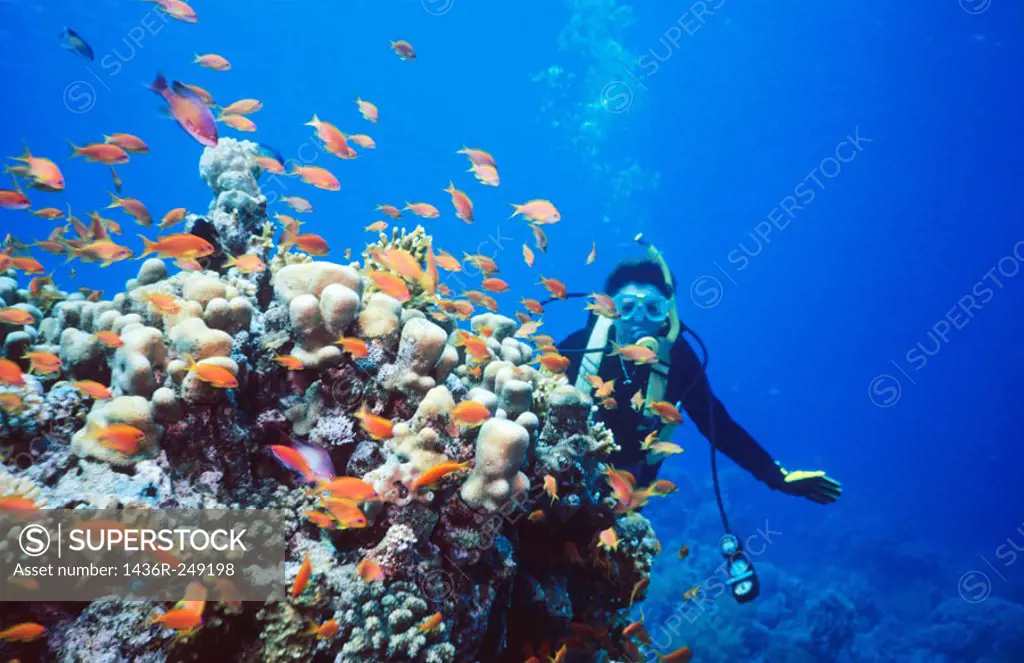 Corals. Red Sea. Sharm El Sheik. Egypt.