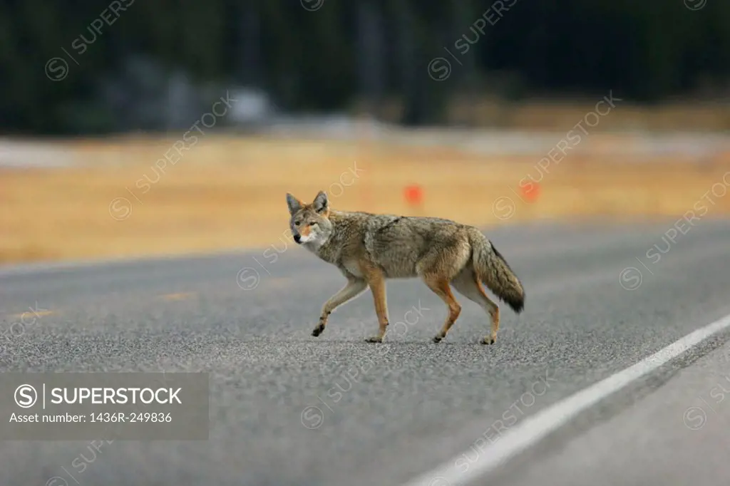 Adult coyote (Canis latrans) stalking prey in high grass. Yellowstone National Park, Wyoming, USA