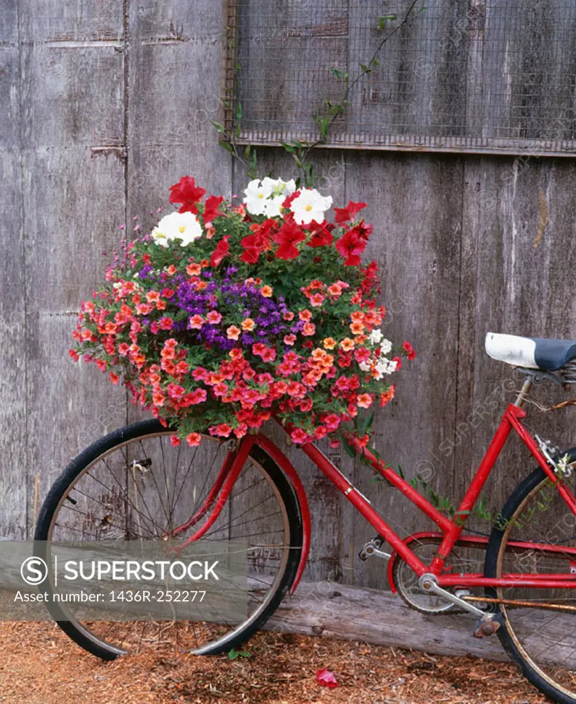 Bicycle with flower leaning against garden shed. Anacortes. Fidalgo Island, Skagit County. Washington. USA.