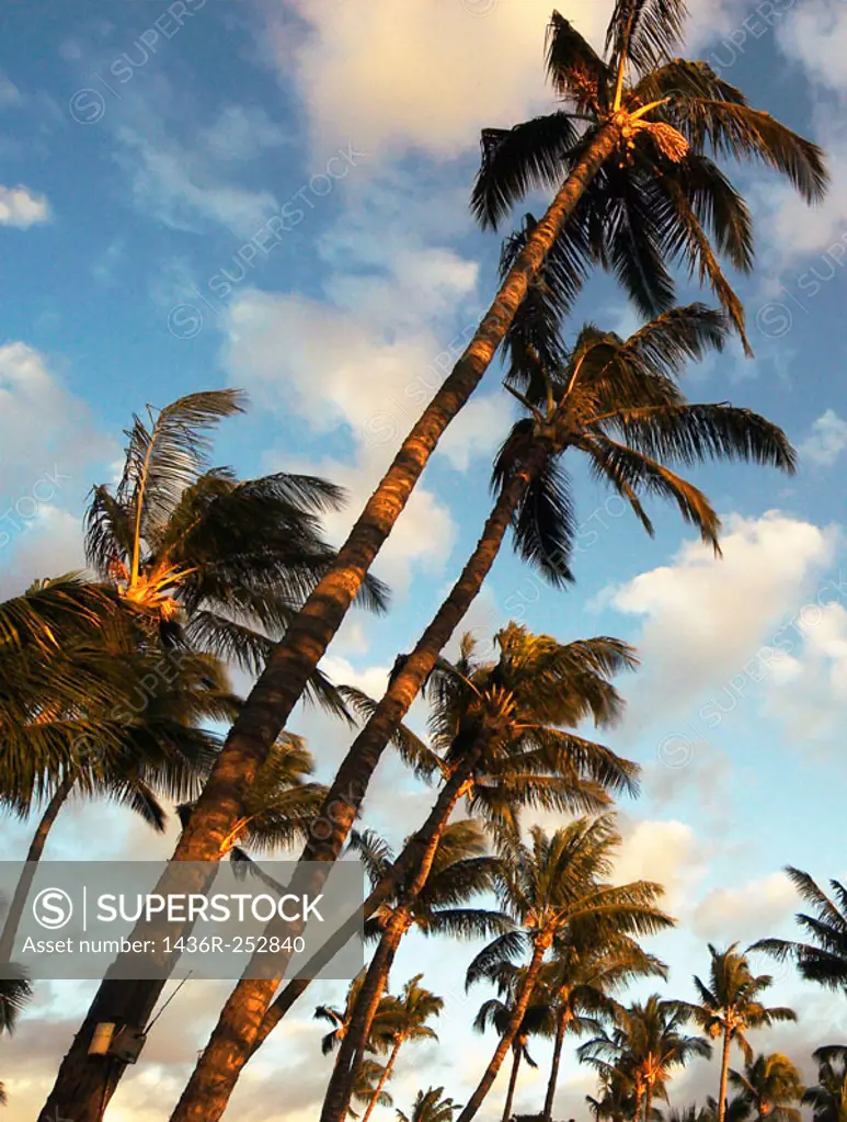 Sunset palms. Hawaii, USA