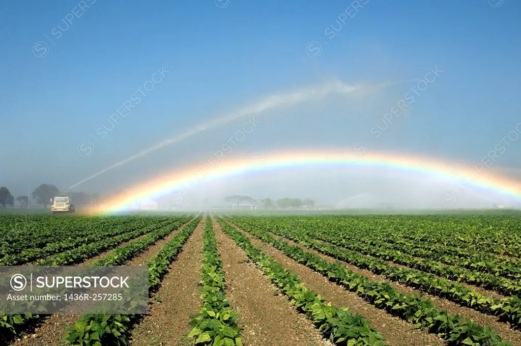 Fields of beans under irrigation producing a rainbow near Homestead, Florida, USA.