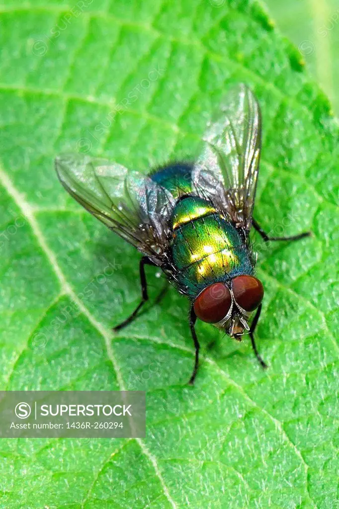Bluebottle Fly. Lucilia caesar.