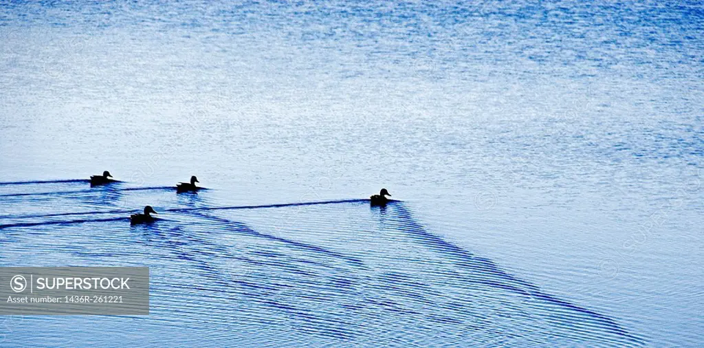 Ducks in formation swimming on lake. Jutland, Denmark