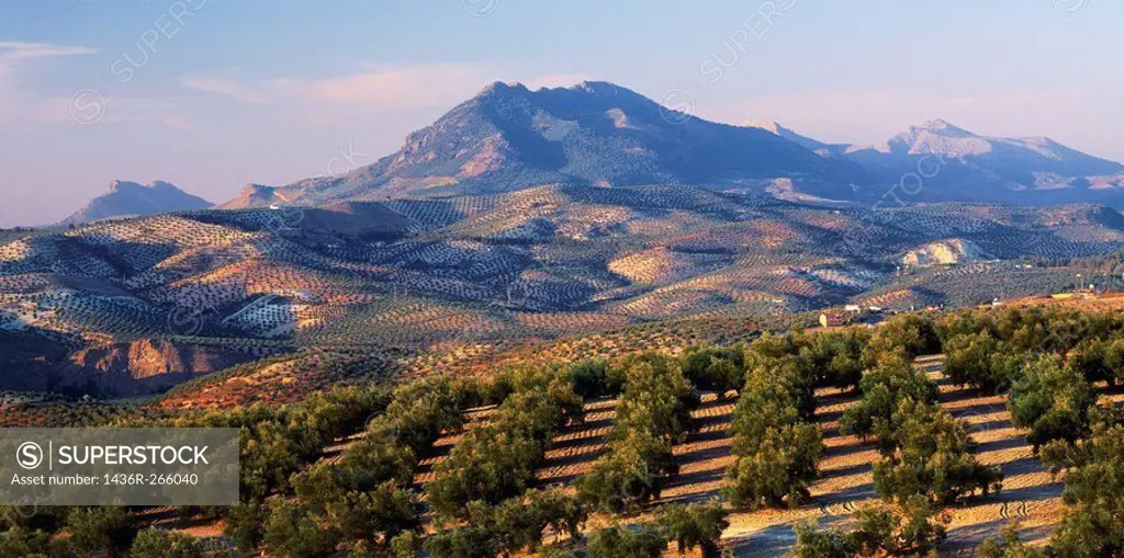 Olive groves, Antequera. Málaga province, Andalusia, Spain