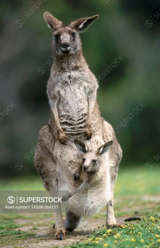 Grey Kangaroo (Macropus giganteus). Victoria, Australia