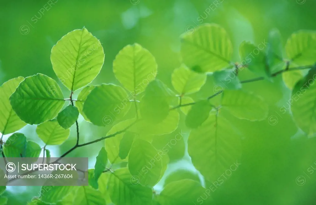Beech tree (Fagus sylvatica) leaf in spring. Bavaria, Germany