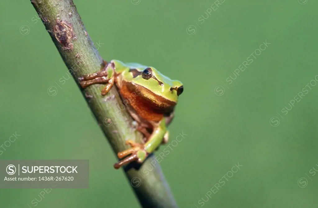 Common Tree Frog (Hyla arborea). Bavaria, Germany